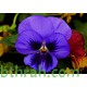 بذور زهرة بنفسج الثالوث بنفسجي-Pansy بذور زهرة بنفسج الثالوث بنفسجي-Pansy