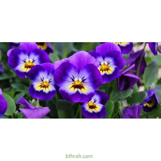 بذور زهرة بنفسج الثالوث بنفسجي-Pansy بذور زهرة بنفسج الثالوث بنفسجي-Pansy