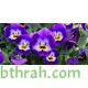 بذور زهرة بنفسج الثالوث بنفسجي-Pansy بذور زهرة بنفسج الثالوث بنفسجي-Pansy
