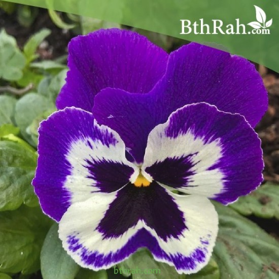 بذور زهرة بنفسج الثالوث بنفسجي-Pansy بذور زهرة بنفسج الثالوث بنفسجي-Pansy