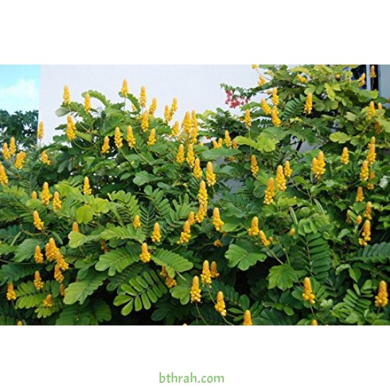 بذور شجرة كاسيا آلاتا Cassia alata بذور شجرة كاسيا آلاتا Cassia alata