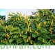 بذور شجرة كاسيا آلاتا Cassia alata بذور شجرة كاسيا آلاتا Cassia alata