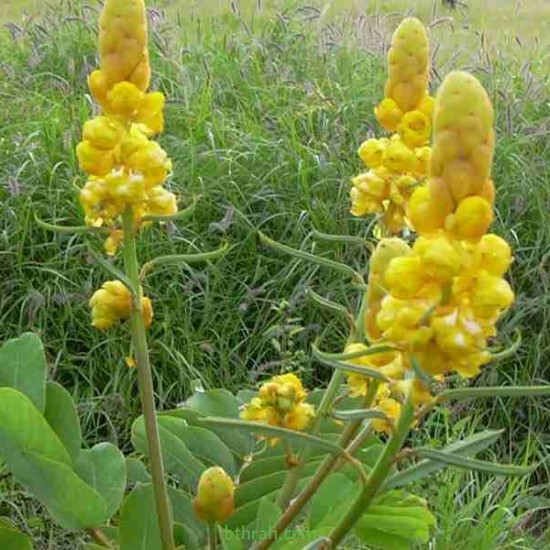 بذور شجرة كاسيا آلاتا Cassia alata بذور شجرة كاسيا آلاتا Cassia alata