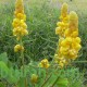 بذور شجرة كاسيا آلاتا Cassia alata بذور شجرة كاسيا آلاتا Cassia alata