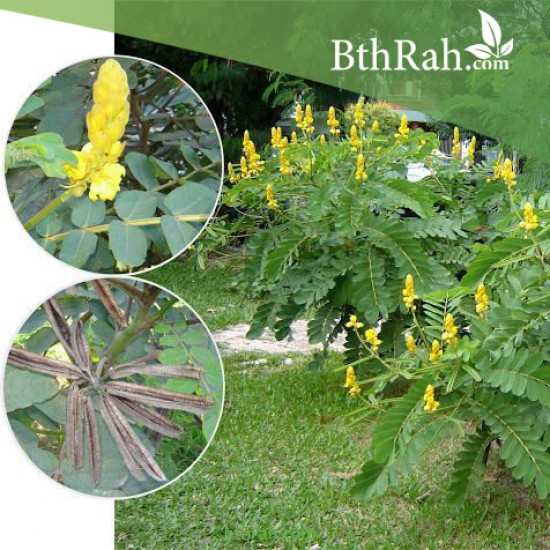بذور شجرة كاسيا آلاتا Cassia alata بذور شجرة كاسيا آلاتا Cassia alata