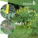 بذور شجرة كاسيا آلاتا Cassia alata بذور شجرة كاسيا آلاتا Cassia alata