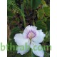 بذور شجرة البوهينيا Bauhinia variegata-خف الجمل بذور شجرة البوهينيا Bauhinia variegata-خف الجمل
