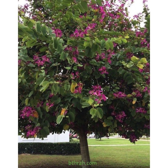 بذور شجرة البوهينيا Bauhinia variegata-خف الجمل بذور شجرة البوهينيا Bauhinia variegata-خف الجمل