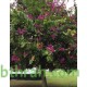 بذور شجرة البوهينيا Bauhinia variegata-خف الجمل بذور شجرة البوهينيا Bauhinia variegata-خف الجمل