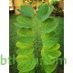 بذور شجرة البوهينيا Bauhinia variegata-خف الجمل بذور شجرة البوهينيا Bauhinia variegata-خف الجمل