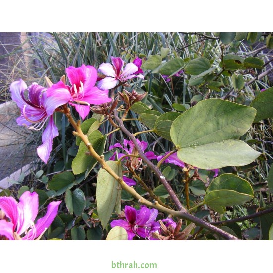 بذور شجرة البوهينيا Bauhinia variegata-خف الجمل بذور شجرة البوهينيا Bauhinia variegata-خف الجمل