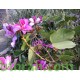 بذور شجرة البوهينيا Bauhinia variegata-خف الجمل بذور شجرة البوهينيا Bauhinia variegata-خف الجمل