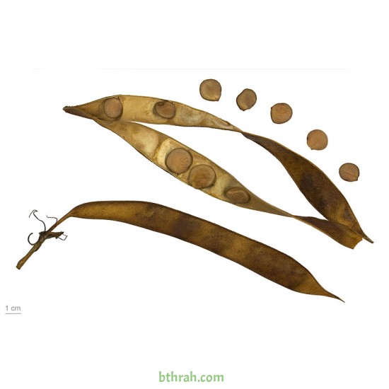 بذور شجرة البوهينيا Bauhinia variegata-خف الجمل بذور شجرة البوهينيا Bauhinia variegata-خف الجمل