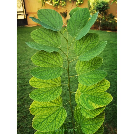 بذور شجرة البوهينيا Bauhinia variegata-خف الجمل بذور شجرة البوهينيا Bauhinia variegata-خف الجمل