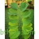 بذور شجرة البوهينيا Bauhinia variegata-خف الجمل بذور شجرة البوهينيا Bauhinia variegata-خف الجمل