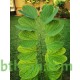 بذور شجرة البوهينيا Bauhinia variegata-خف الجمل بذور شجرة البوهينيا Bauhinia variegata-خف الجمل