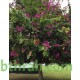 بذور شجرة البوهينيا Bauhinia variegata-خف الجمل بذور شجرة البوهينيا Bauhinia variegata-خف الجمل
