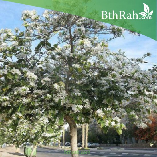 بذور شجرة البوهينيا Bauhinia variegata-خف الجمل بذور شجرة البوهينيا Bauhinia variegata-خف الجمل