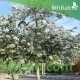 بذور شجرة البوهينيا Bauhinia variegata-خف الجمل بذور شجرة البوهينيا Bauhinia variegata-خف الجمل