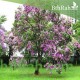 بذور شجرة البوهينيا Bauhinia variegata-خف الجمل بذور شجرة البوهينيا Bauhinia variegata-خف الجمل