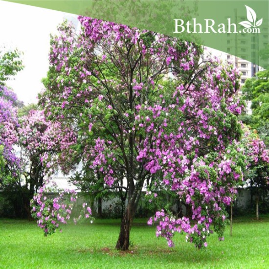 بذور شجرة البوهينيا Bauhinia variegata-خف الجمل بذور شجرة البوهينيا Bauhinia variegata-خف الجمل