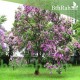 بذور شجرة البوهينيا Bauhinia variegata-خف الجمل بذور شجرة البوهينيا Bauhinia variegata-خف الجمل