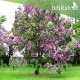بذور شجرة البوهينيا Bauhinia variegata-خف الجمل بذور شجرة البوهينيا Bauhinia variegata-خف الجمل
