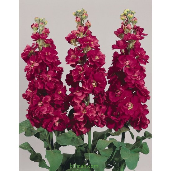بذور المنثور (الاحمر) Matthiola incana بذور المنثور (الاحمر) Matthiola incana