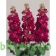 بذور المنثور (الاحمر) Matthiola incana بذور المنثور (الاحمر) Matthiola incana