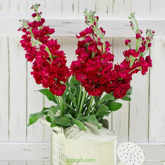 بذور المنثور (الاحمر) Matthiola incana بذور المنثور (الاحمر) Matthiola incana