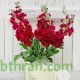 بذور المنثور (الاحمر) Matthiola incana بذور المنثور (الاحمر) Matthiola incana