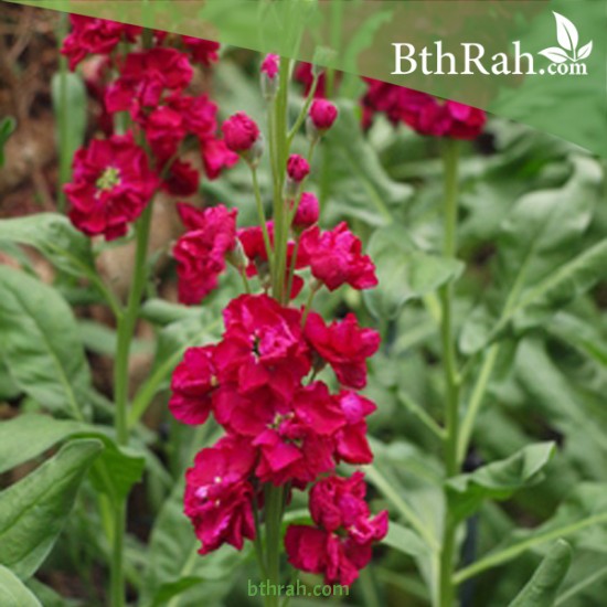 بذور المنثور (الاحمر) Matthiola incana بذور المنثور (الاحمر) Matthiola incana