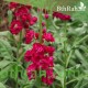 بذور المنثور (الاحمر) Matthiola incana بذور المنثور (الاحمر) Matthiola incana