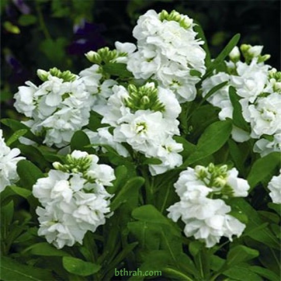 بذور المنثور (الابيض) Matthiola incana