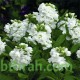 بذور المنثور (الابيض) Matthiola incana