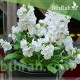 بذور المنثور (الابيض) Matthiola incana بذور المنثور (الابيض) Matthiola incana