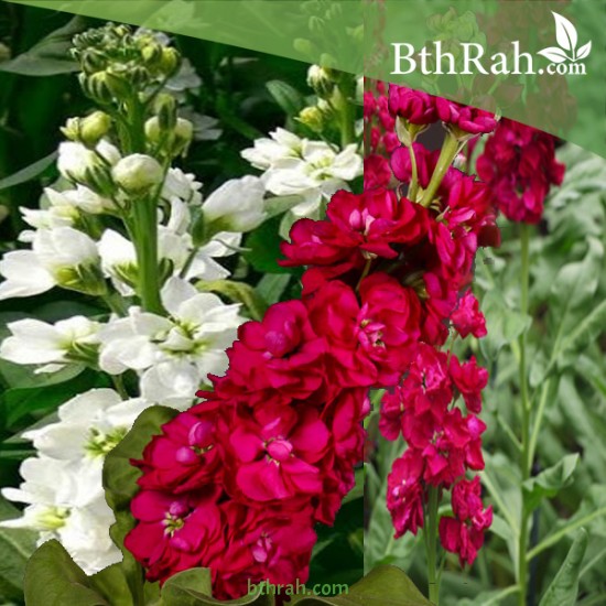 بذور زهور المنثور Matthiola incana-mix بذور زهور المنثور Matthiola incana-mix
