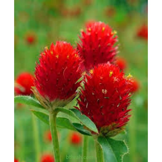 بذور نبات المدنة او الجمفرينا(الاحمر) Gomphrena globosa بذور نبات المدنة او الجمفرينا(الاحمر) Gomphrena globosa