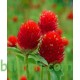 بذور نبات المدنة او الجمفرينا(الاحمر) Gomphrena globosa بذور نبات المدنة او الجمفرينا(الاحمر) Gomphrena globosa