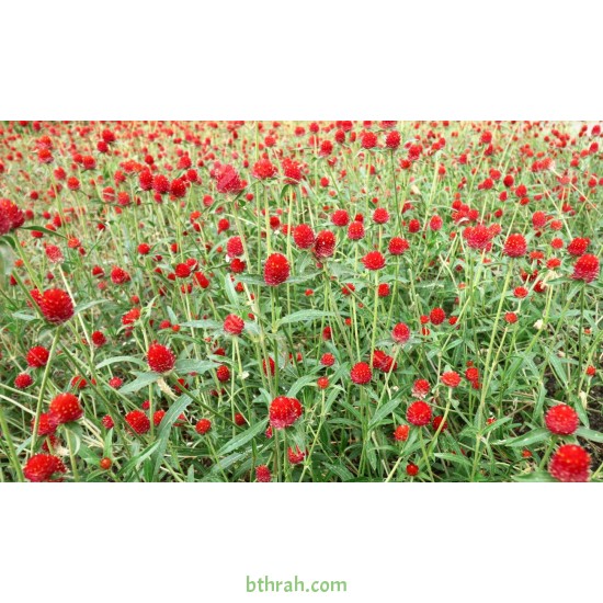 بذور نبات المدنة او الجمفرينا(الاحمر) Gomphrena globosa بذور نبات المدنة او الجمفرينا(الاحمر) Gomphrena globosa