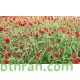 بذور نبات المدنة او الجمفرينا(الاحمر) Gomphrena globosa بذور نبات المدنة او الجمفرينا(الاحمر) Gomphrena globosa