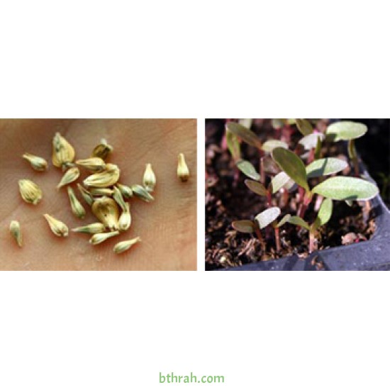 بذور نبات المدنة او الجمفرينا(الاحمر) Gomphrena globosa بذور نبات المدنة او الجمفرينا(الاحمر) Gomphrena globosa