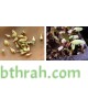 بذور نبات المدنة او الجمفرينا(الاحمر) Gomphrena globosa بذور نبات المدنة او الجمفرينا(الاحمر) Gomphrena globosa