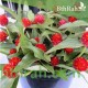 بذور نبات المدنة او الجمفرينا(الاحمر) Gomphrena globosa بذور نبات المدنة او الجمفرينا(الاحمر) Gomphrena globosa