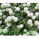 بذور نبات المدنة او الجمفرينا (الابيض) Gomphrena globosa بذور نبات المدنة او الجمفرينا (الابيض) Gomphrena globosa