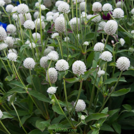 بذور نبات المدنة او الجمفرينا (الابيض)  Gomphrena globosa