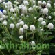 بذور نبات المدنة او الجمفرينا (الابيض)  Gomphrena globosa