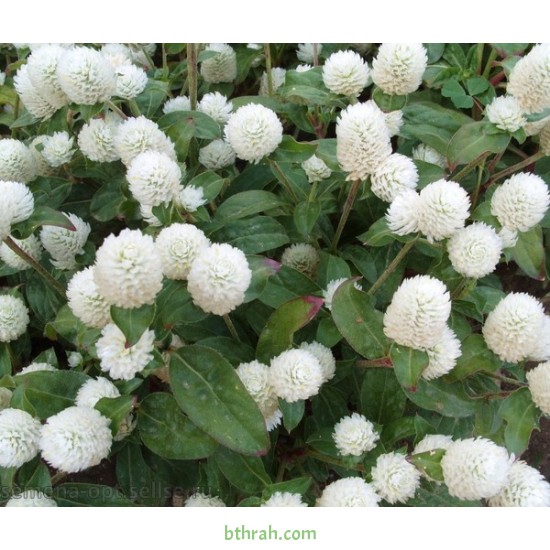بذور نبات المدنة او الجمفرينا (الابيض) Gomphrena globosa بذور نبات المدنة او الجمفرينا (الابيض) Gomphrena globosa
