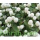بذور نبات المدنة او الجمفرينا (الابيض) Gomphrena globosa بذور نبات المدنة او الجمفرينا (الابيض) Gomphrena globosa