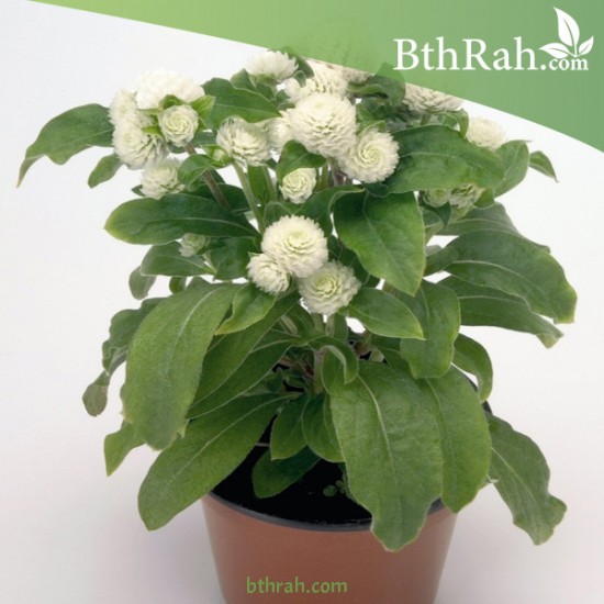بذور نبات المدنة او الجمفرينا (الابيض) Gomphrena globosa بذور نبات المدنة او الجمفرينا (الابيض) Gomphrena globosa